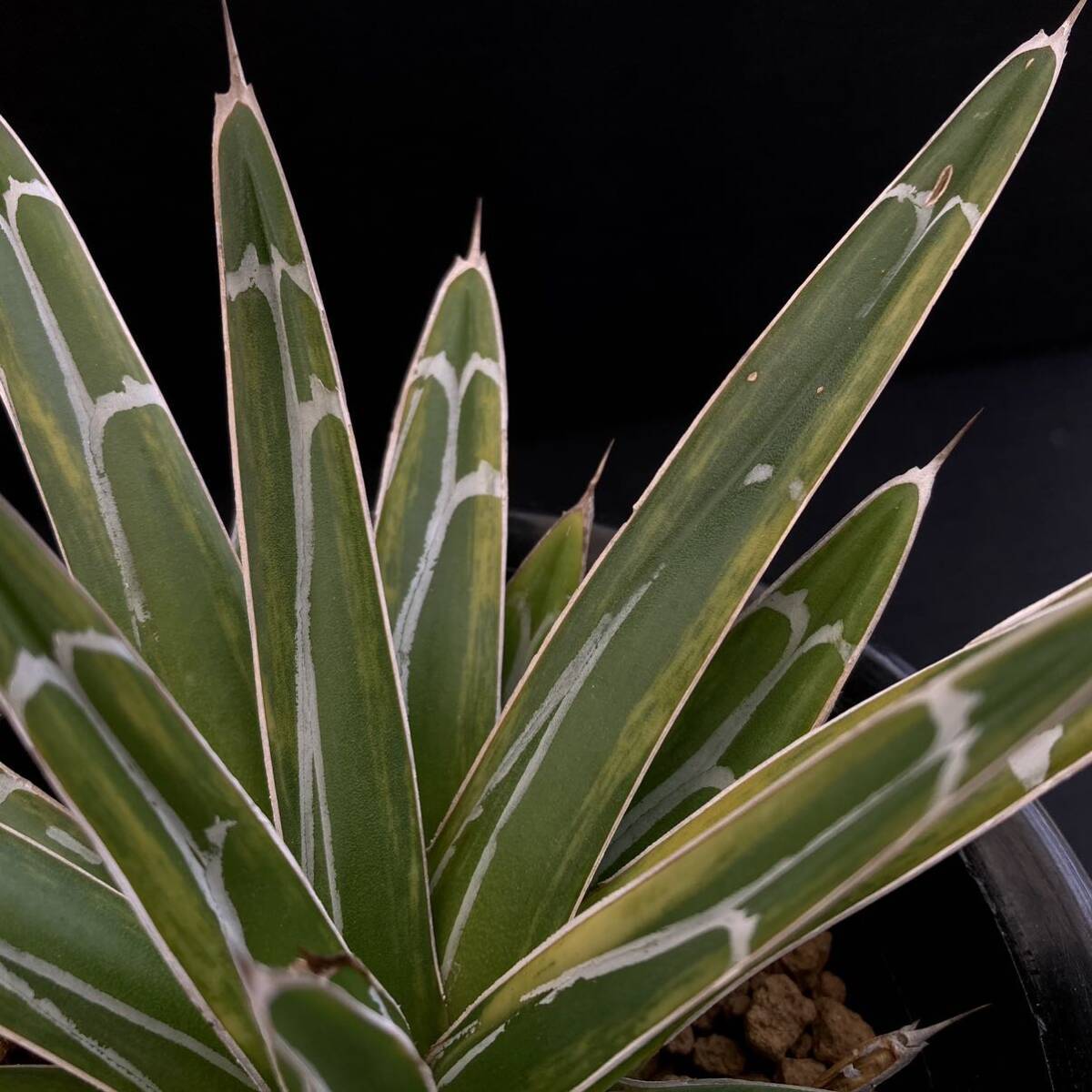 σ アガベ 金色堂 (笹の雪黄朧散り斑) 4号(珍品) 1枚目参考画像 Agave victoriae-reginae varieg. 多肉植物 サボテン チタノタ_画像7