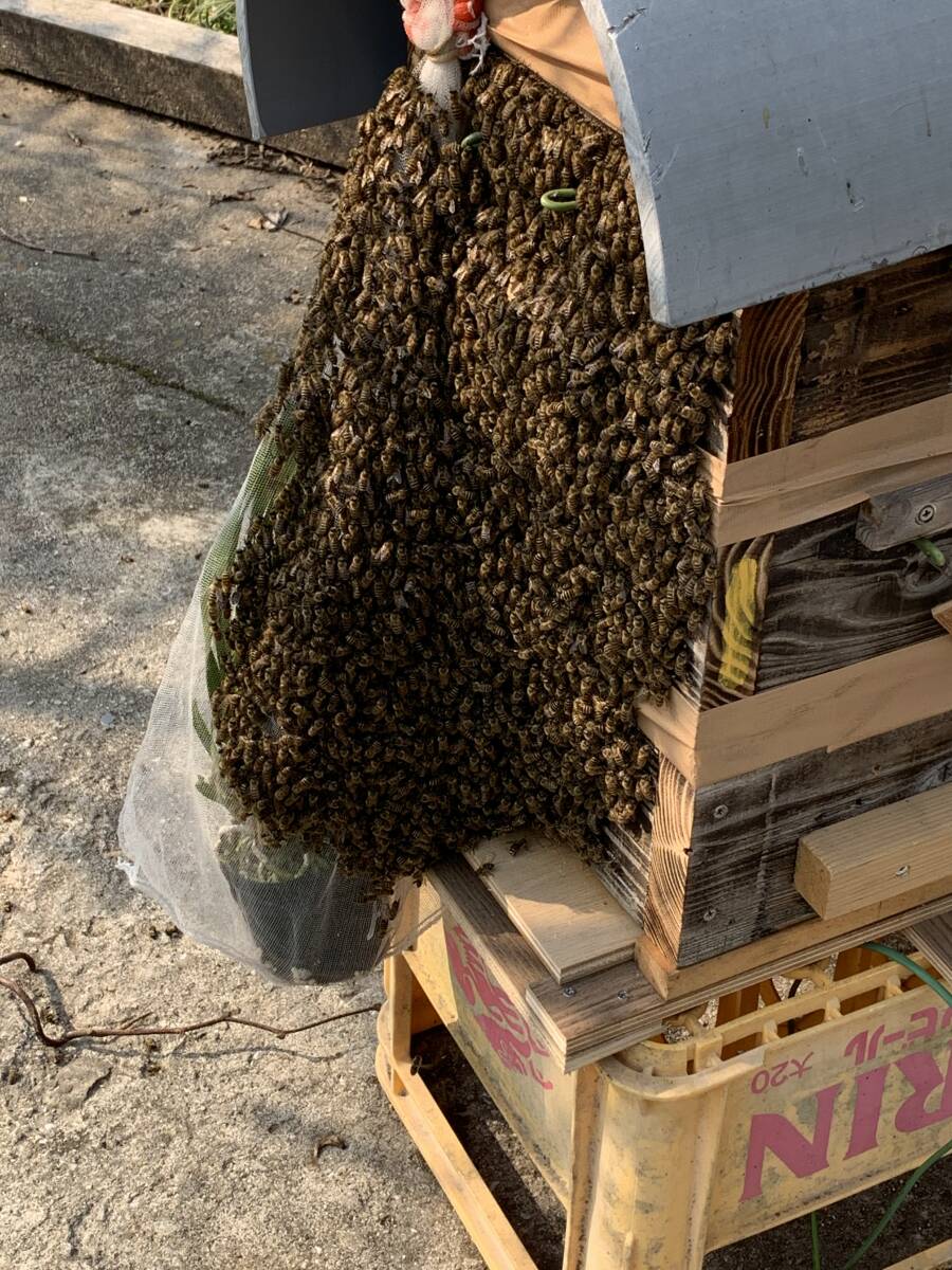 ◆◇Ｅ　キンリョウヘン　原種　花芽４本　金稜辺　　日本蜜蜂誘引蘭　東洋蘭 春蘭 養蜂　　◇◆_蜜蜂が来る様子、蘭に網を被せます