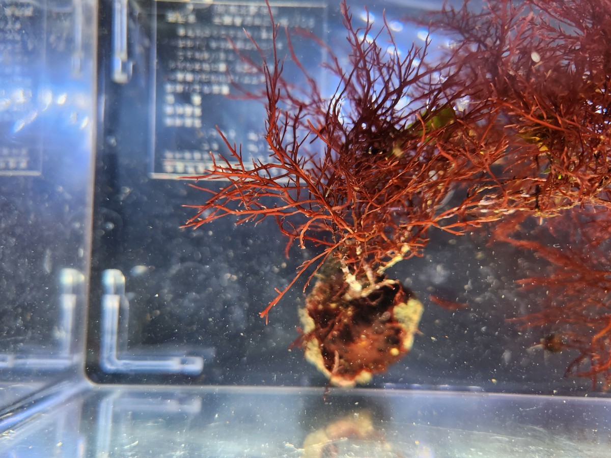 天然海藻　赤・紫系　1点物　小さい岩付　約18㎝前後　微生物の住処　魚の隠れ家　餌　レイアアウト等々　海水魚用の海藻　マリンリウム_画像7