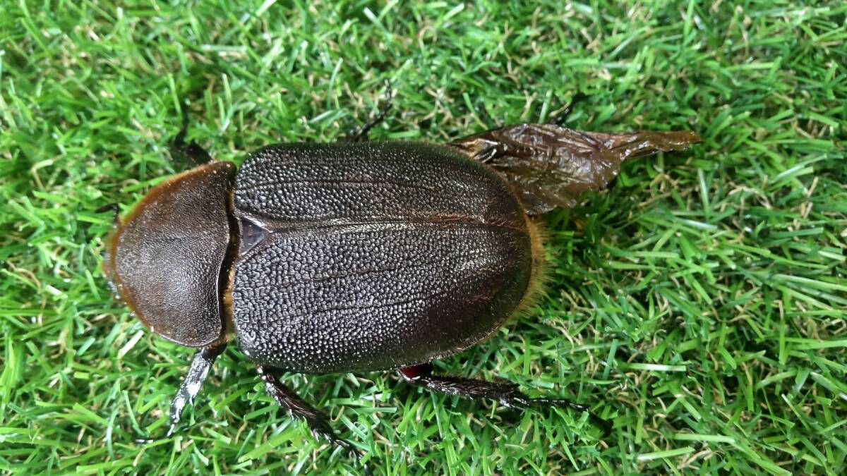 DH.ヘラクレス (B品)♀4頭 ♀53mm ♀60mm ♀60mm ♀64_画像3