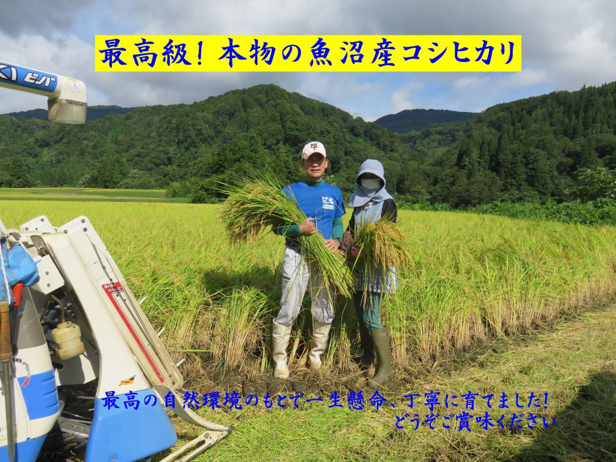 【希少】農家直販!!令和5年産魚沼産コシヒカリ玄米10kg☆食味特A☆!の画像1
