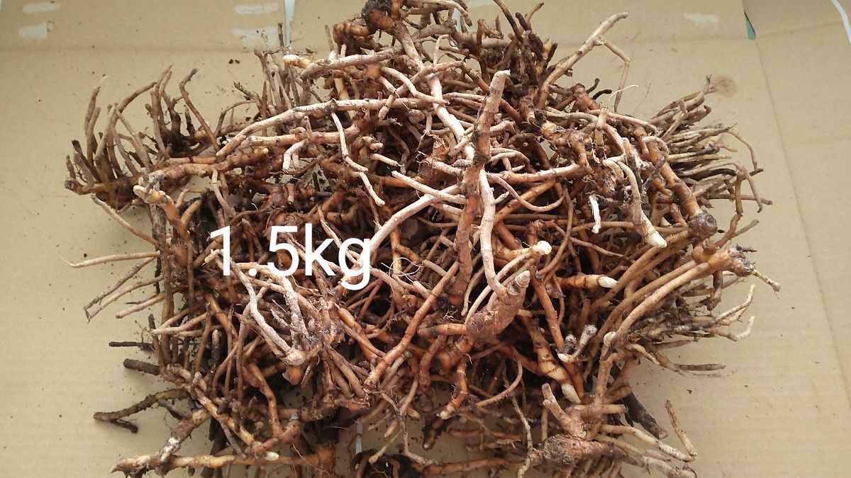 みょうが　苗　 無農薬　1.5kg