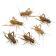 【今話題?】昆虫食　乾燥ヨーロッパイエコオロギ(Dried european house cricket)_画像3