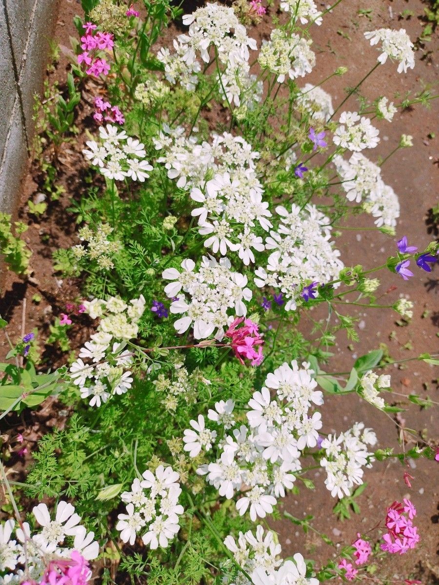 お洒落　花　花苗　オルレア　10苗　ガーデニング　花壇　バラと相性抜群　毎年咲く　レースフラワー　オルラヤ　プランター　鉢植え　