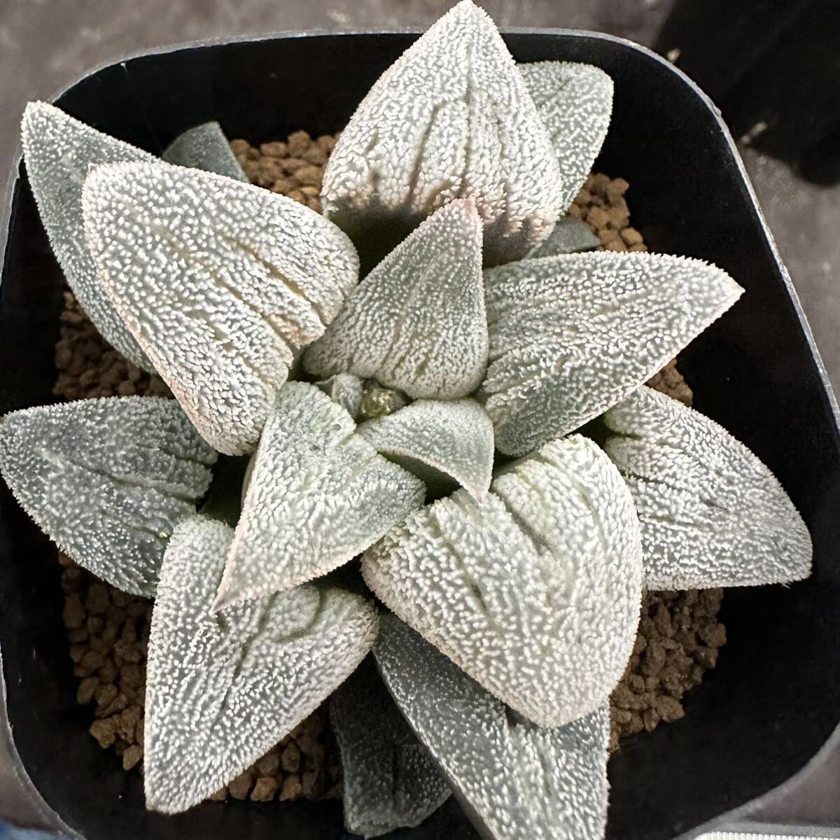 ★サボテン・多肉植物★887★ハオルシア　白銀鉄道　Haworthia　pygmaea hyb.★ハオルチア _画像4