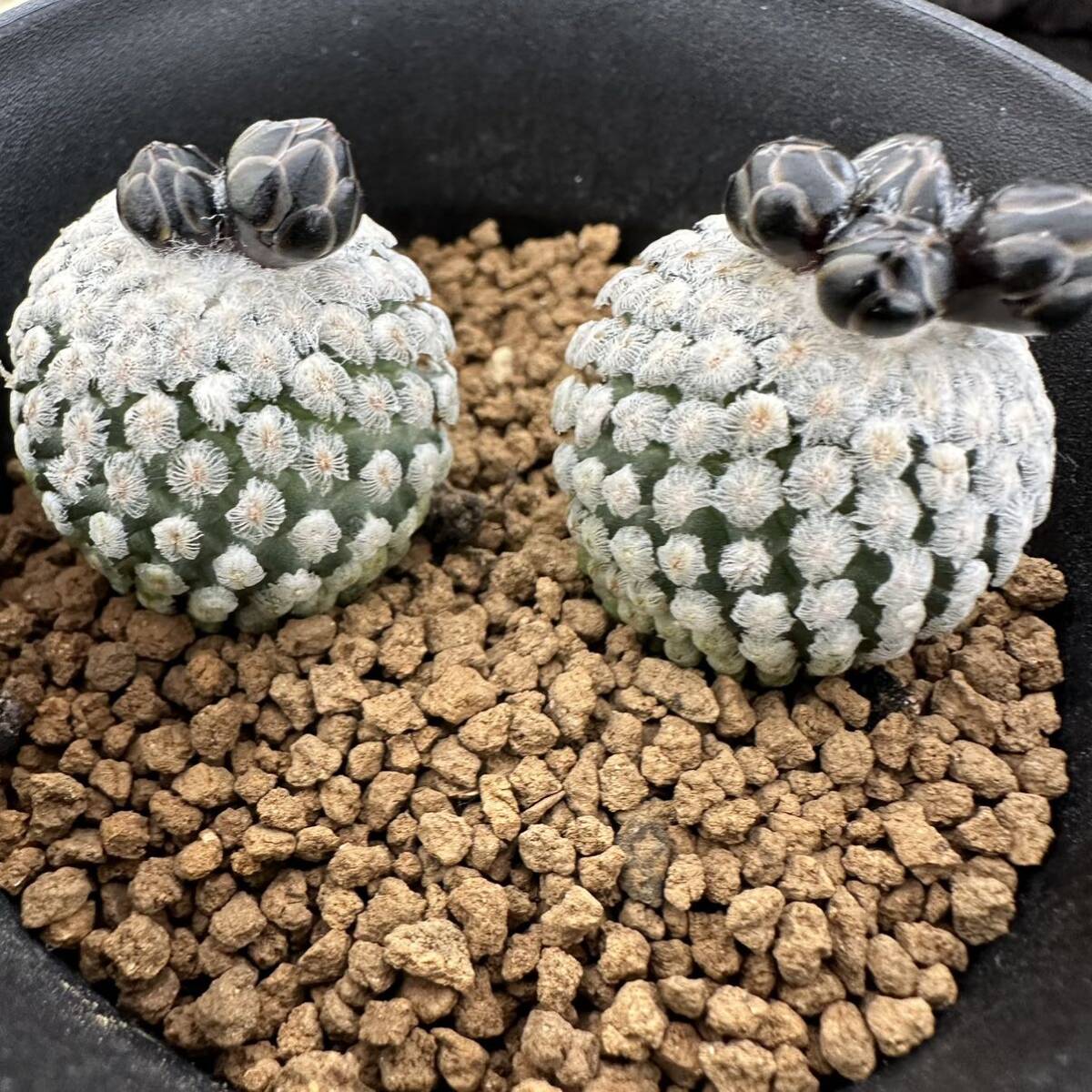 ★サボテン・多肉植物★866★ ツルビニカルプス スーパーバラ丸　実生　Turbinicarpus valdezianus cv. “SUPER” ★seedling_画像5