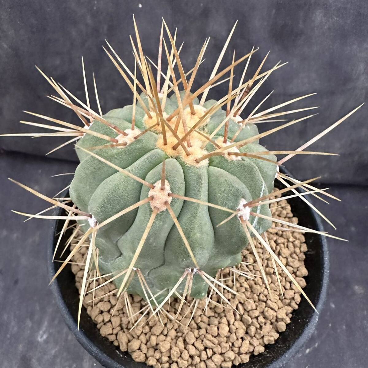 ★サボテン・多肉植物★881★Copiapoa haseltoniana V. gigantea　コピアポア　ギガンティア　　実生★seedling_画像4