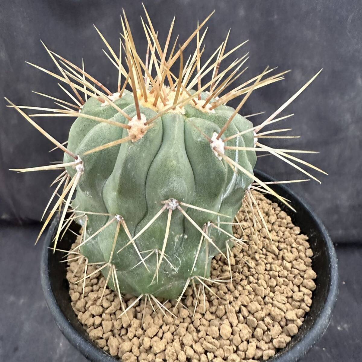 ★サボテン・多肉植物★881★Copiapoa haseltoniana V. gigantea　コピアポア　ギガンティア　　実生★seedling_画像5