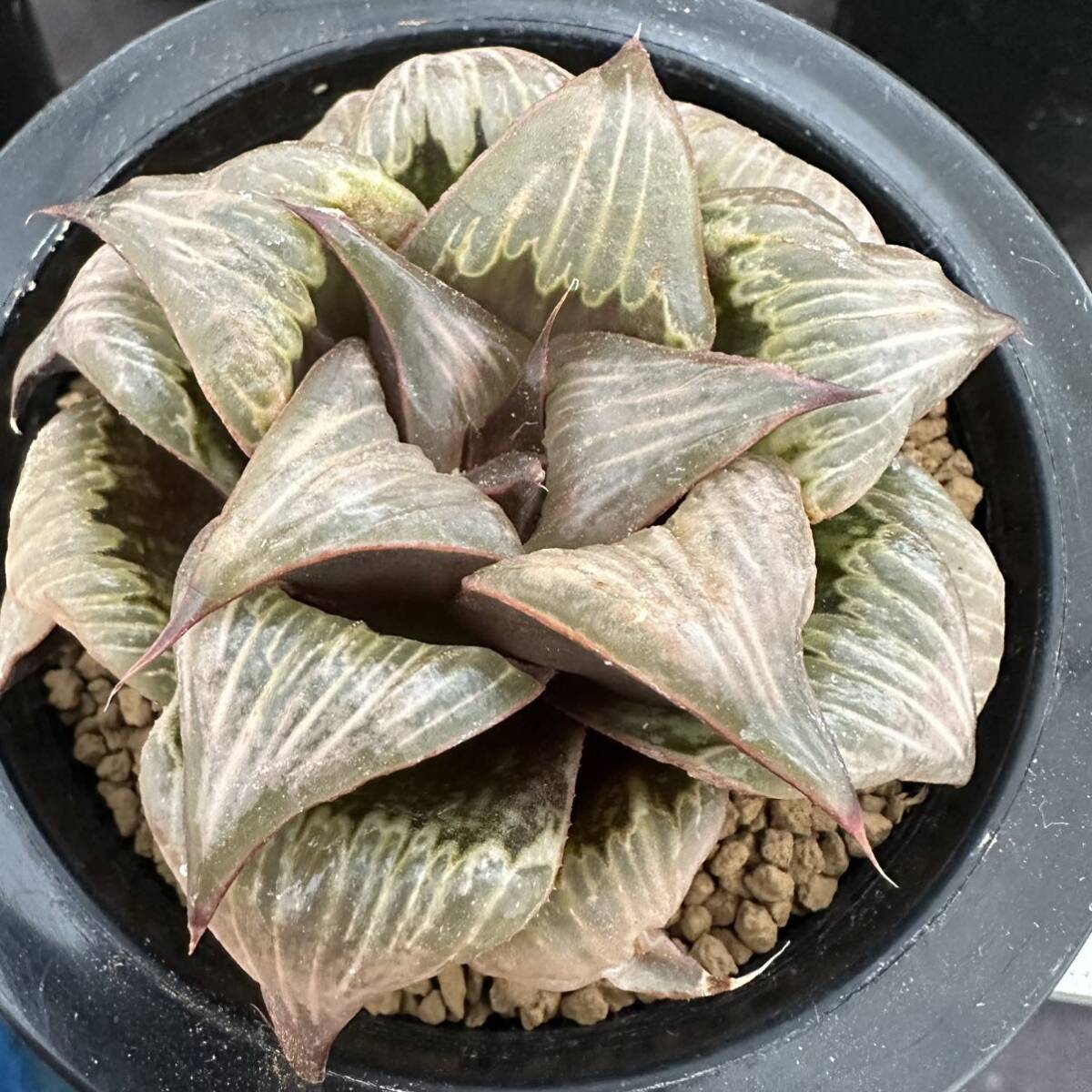 ★サボテン・多肉植物★898★ハオルシア バデア　ピンキー　Haworthia　mirabilis v.badia★ハオルチア _画像1