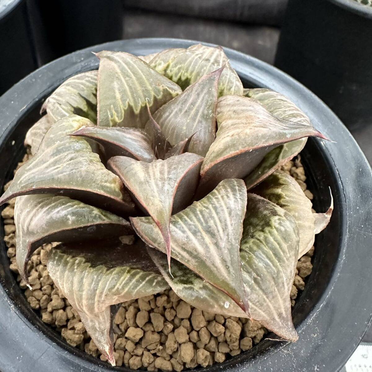 ★サボテン・多肉植物★898★ハオルシア バデア　ピンキー　Haworthia　mirabilis v.badia★ハオルチア _画像5