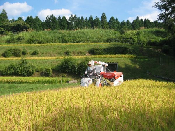 2023年有機肥料使用玄米24kg☆旧東加茂郡下山村の米ミネアサヒ_稲刈り風景