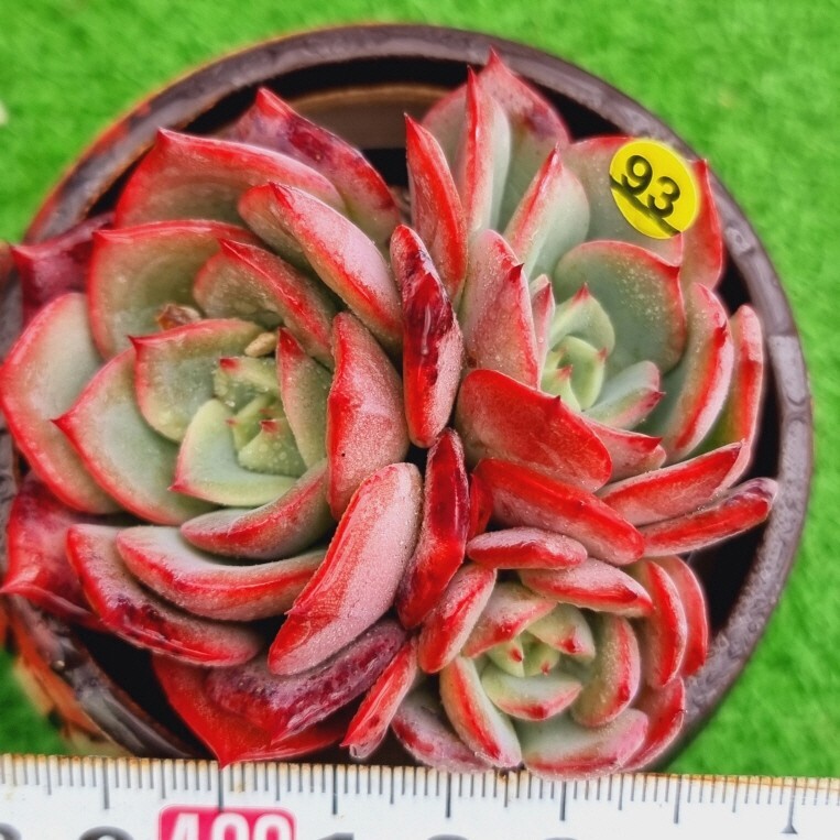 0323-Y493 Patricia エケベリア 多肉植物 韓国苗_画像1