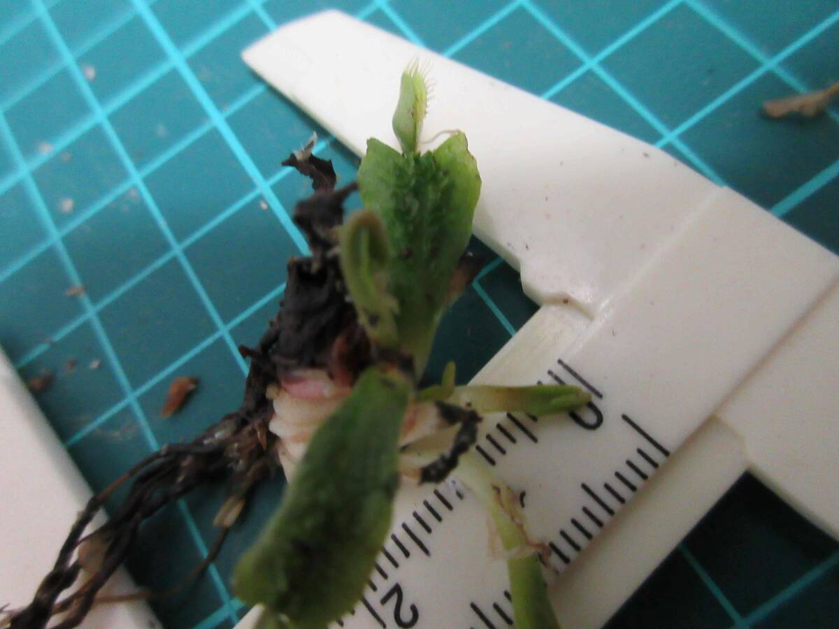 シッペンスタイル　ハエトリソウ　 食虫植物　特大株_葉柄の独特なギザギザが出ています。