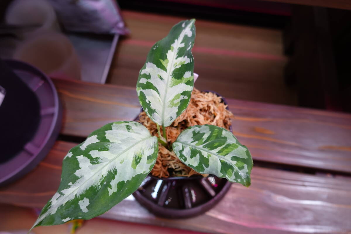 【LAネームド】鏡華-阿 Aglaonema pictum "鏡華-阿" Aceh sumatera【LA0913-1ss-wf1】 アグラオネマ ピクタムの画像1