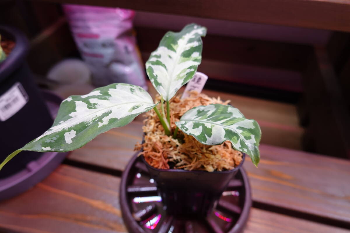 【LAネームド】鏡華-阿 Aglaonema pictum "鏡華-阿" Aceh sumatera【LA0913-1ss-wf1】 アグラオネマ ピクタムの画像2