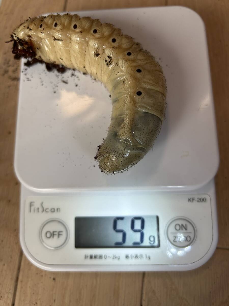 【 №06 HirokA系血統 ヘラクレスオオカブト幼虫 ♂2頭(102ｇ,95ｇ)・♀2頭(59ｇ,59ｇ) 】_画像3