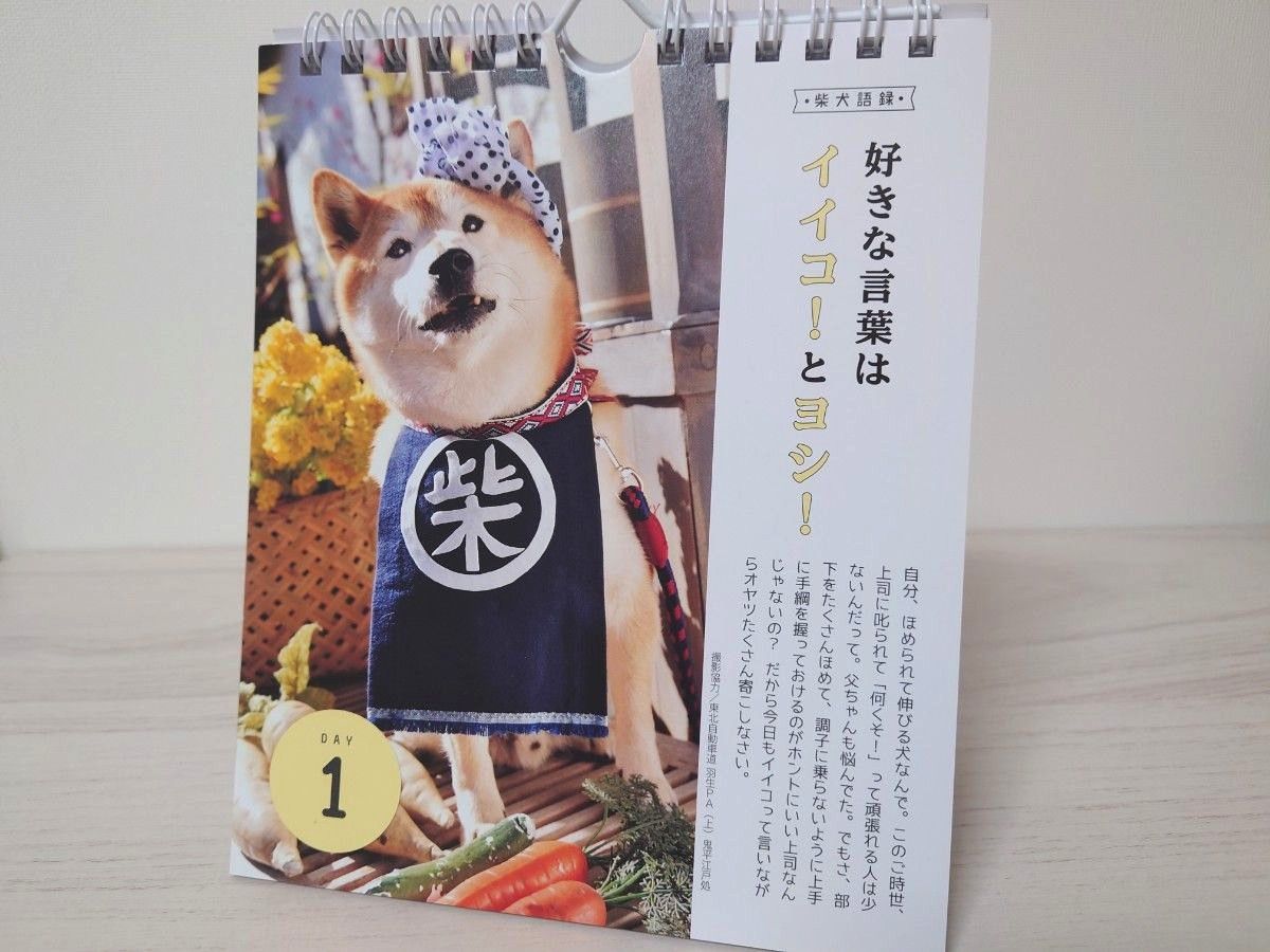 柴犬語録 日めくりカレンダー 柴犬