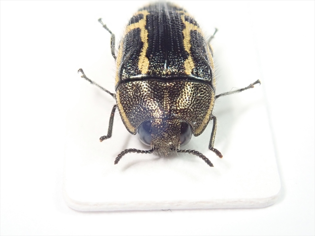 /Vl** メキシコ産 Acmaeodera属 10.1mm_画像6