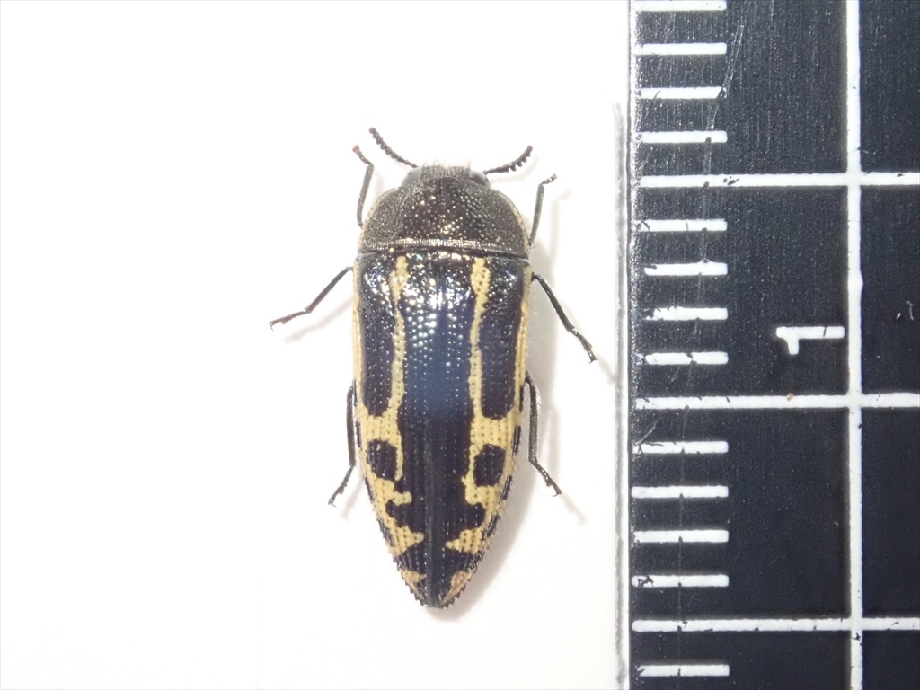 /Vl** メキシコ産 Acmaeodera属 10.1mm_画像10