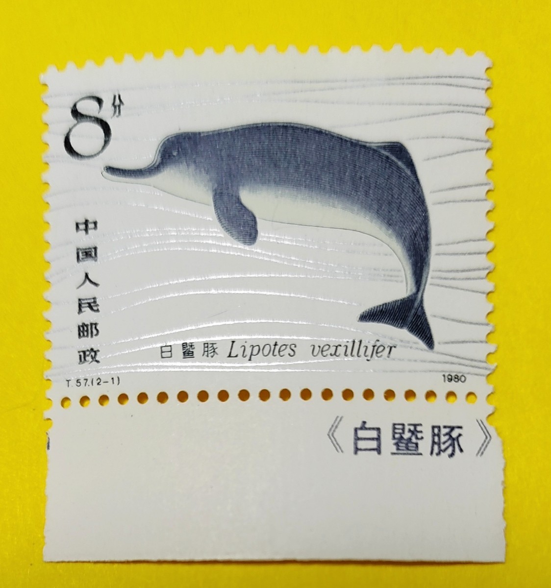 中国切手 未使用 揚子江河イルカ 2種完 記念切手 単片2枚 　耳付き　1980年　_画像3