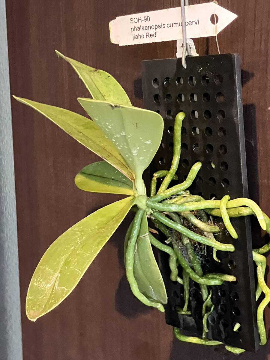 洋蘭　Phalaenopsis cornu-cervi 'Jiaho Red'　SOH-90 _画像4