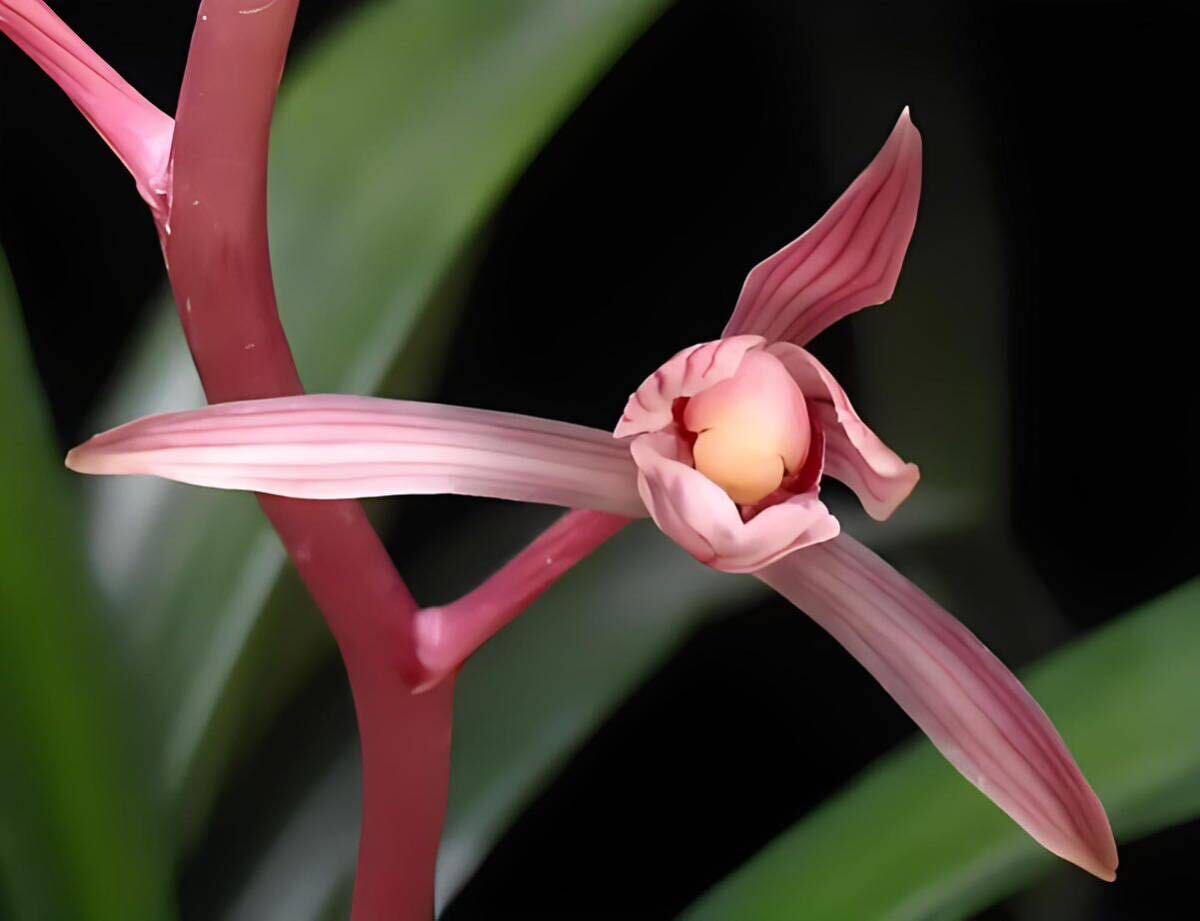 中国蘭 墨蘭 「桃姫」 前木2本立ち 花芽付き 葉長約41cm （日本春蘭、寒蘭、中国春蘭、山野草）_画像2