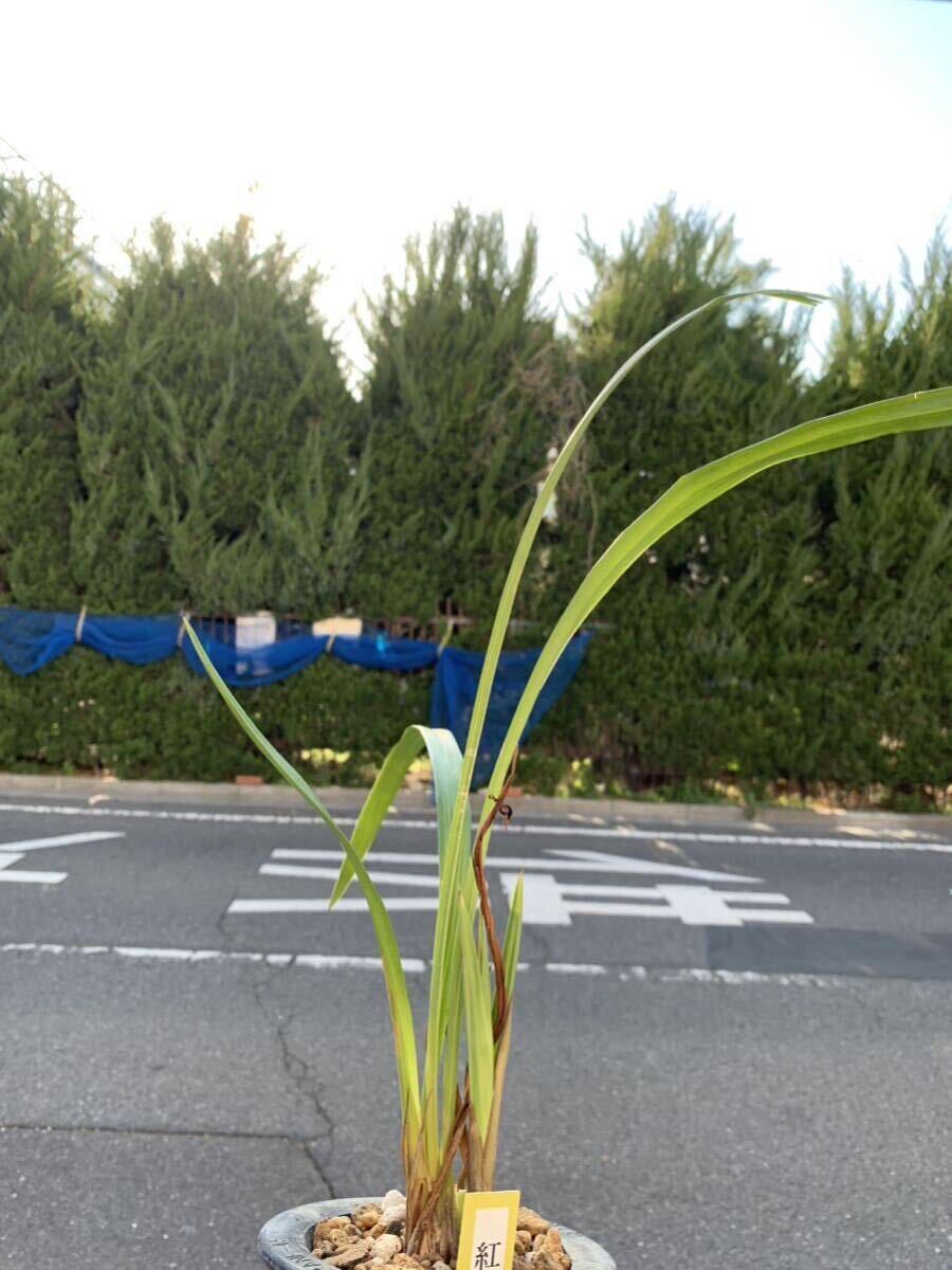 中国蘭 建蘭(スルガラン) 「紅粉佳人」 成木1本立 新芽2つ付き 葉長51cm (中国春蘭、日本春蘭、寒蘭、蓮弁蘭)_画像3