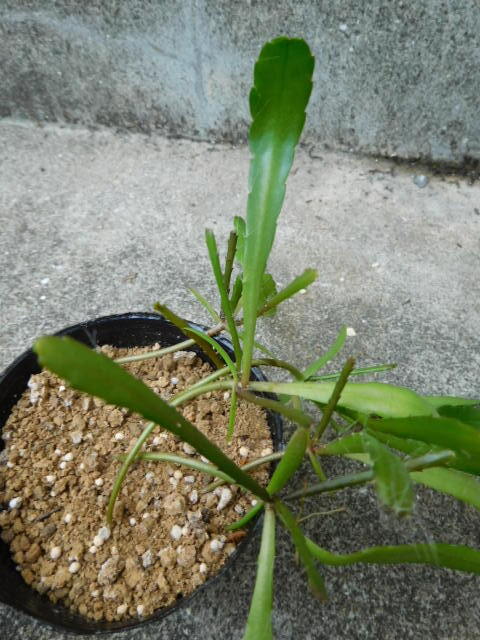 希少サボテン　ミニドラゴンフルーツ エピフィラム・フィランサス ペルビアン・イエロー Epiphyllum phyllanthus １ポットセット_画像3