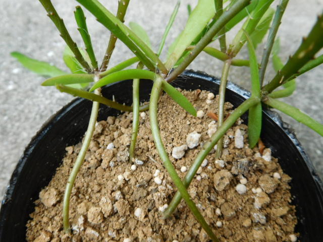 希少サボテン　ミニドラゴンフルーツ エピフィラム・フィランサス ペルビアン・イエロー Epiphyllum phyllanthus １ポットセット_画像4