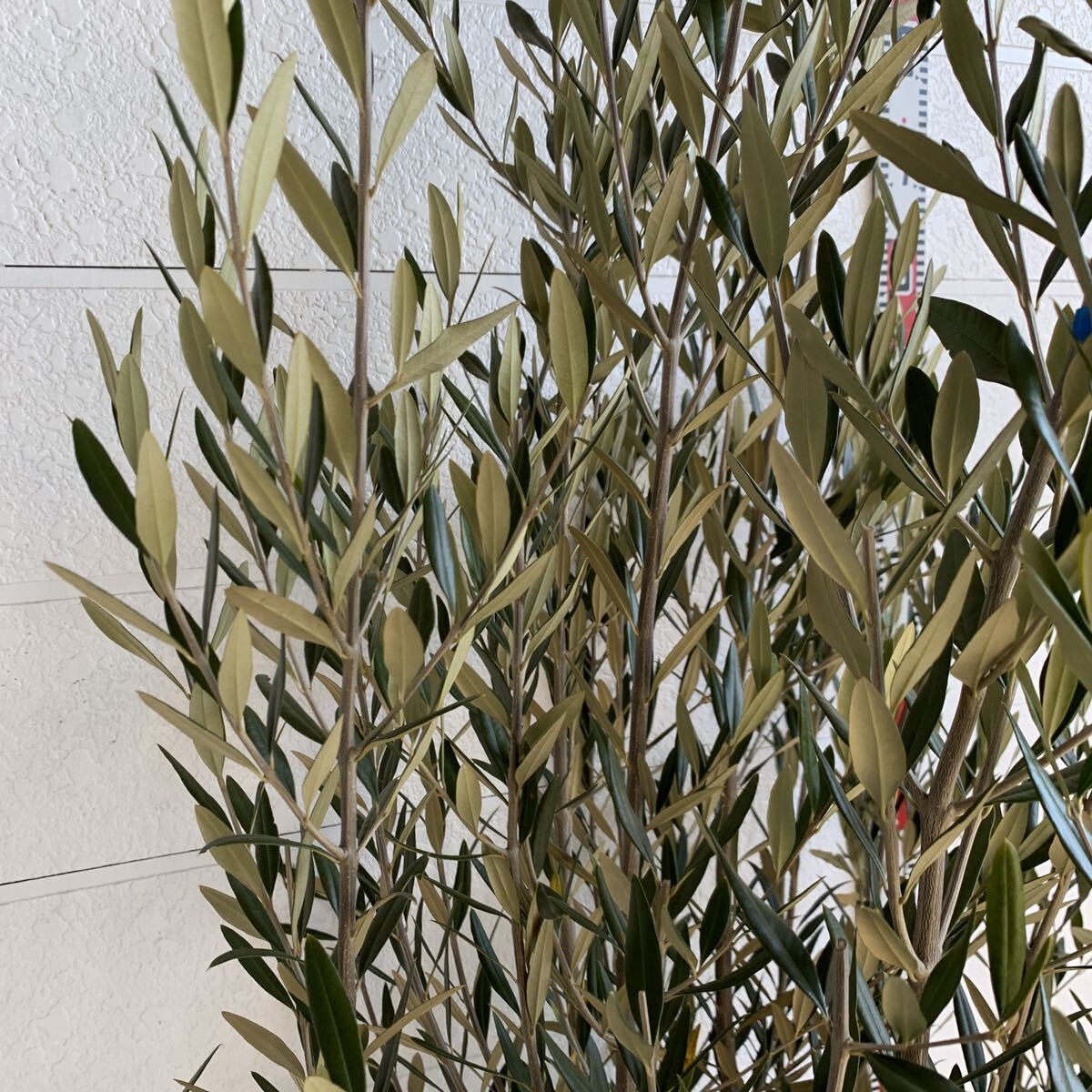  large stock olive 200cm [ root volume symbol tree ] 048223