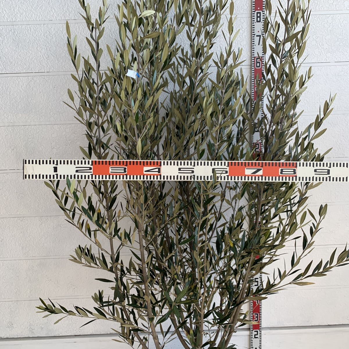  large stock olive 200cm [ root volume symbol tree ] 048223