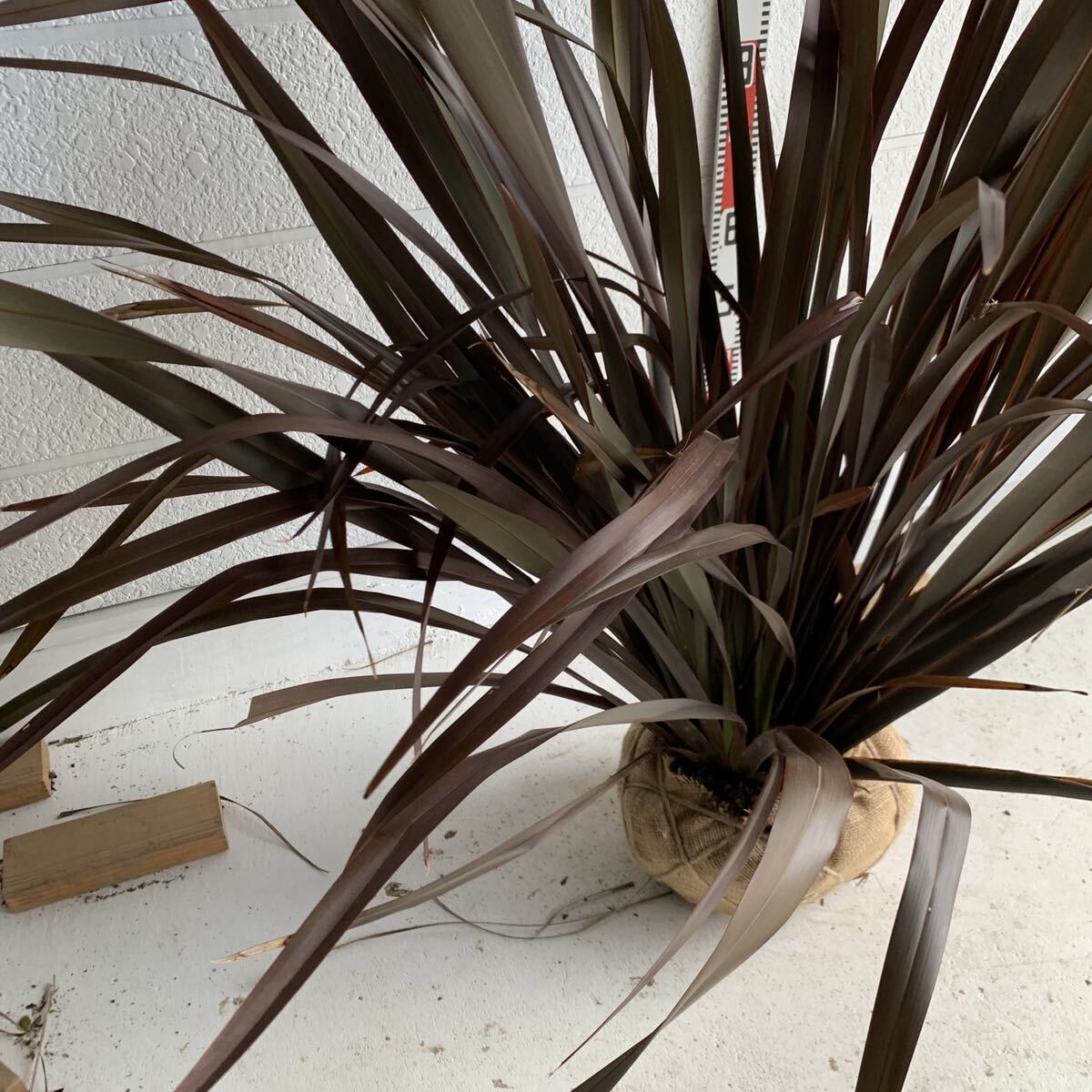 大株　ニューサイラン　根巻　約130cm 【New zealand flax/シンボルツリー/観葉植物/観葉/ドラセナ】417104_画像6