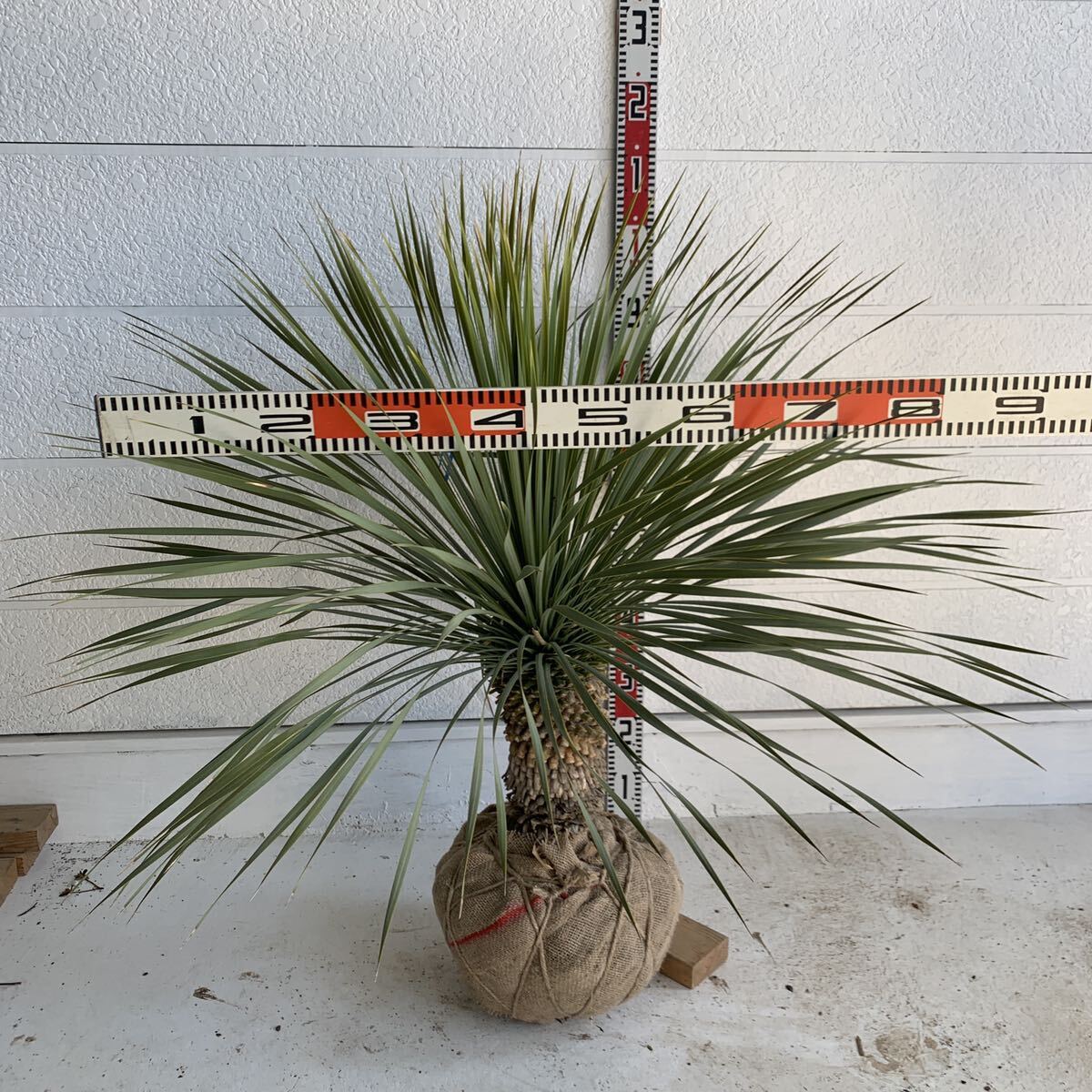  large stock yucca Lost la-ta approximately :90cm[Yucca rostrata / cocos nucifera. tree / decorative plant / enduring cold ./ Nankoku / Driger ten/ yucca / lock garden ]244441