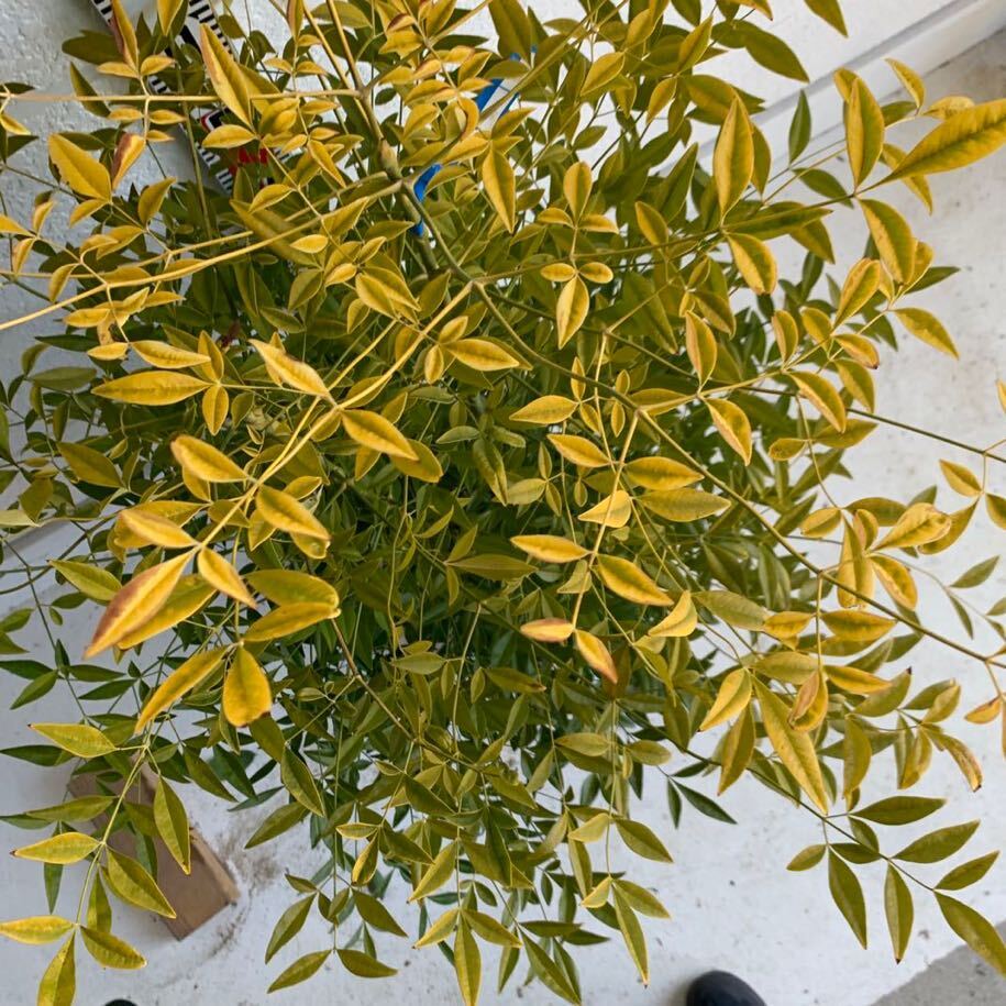 白南天 シロナンテン 株立ち 約:120cm (根巻き/植木/シンボルツリー/苗木/庭木/白い実)218348の画像7