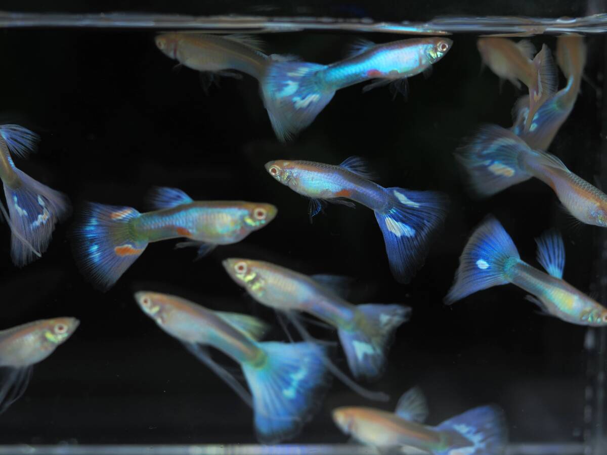 [Sfacedesign] Rrea Razley Pinktail 20 Young Fish+α (1)