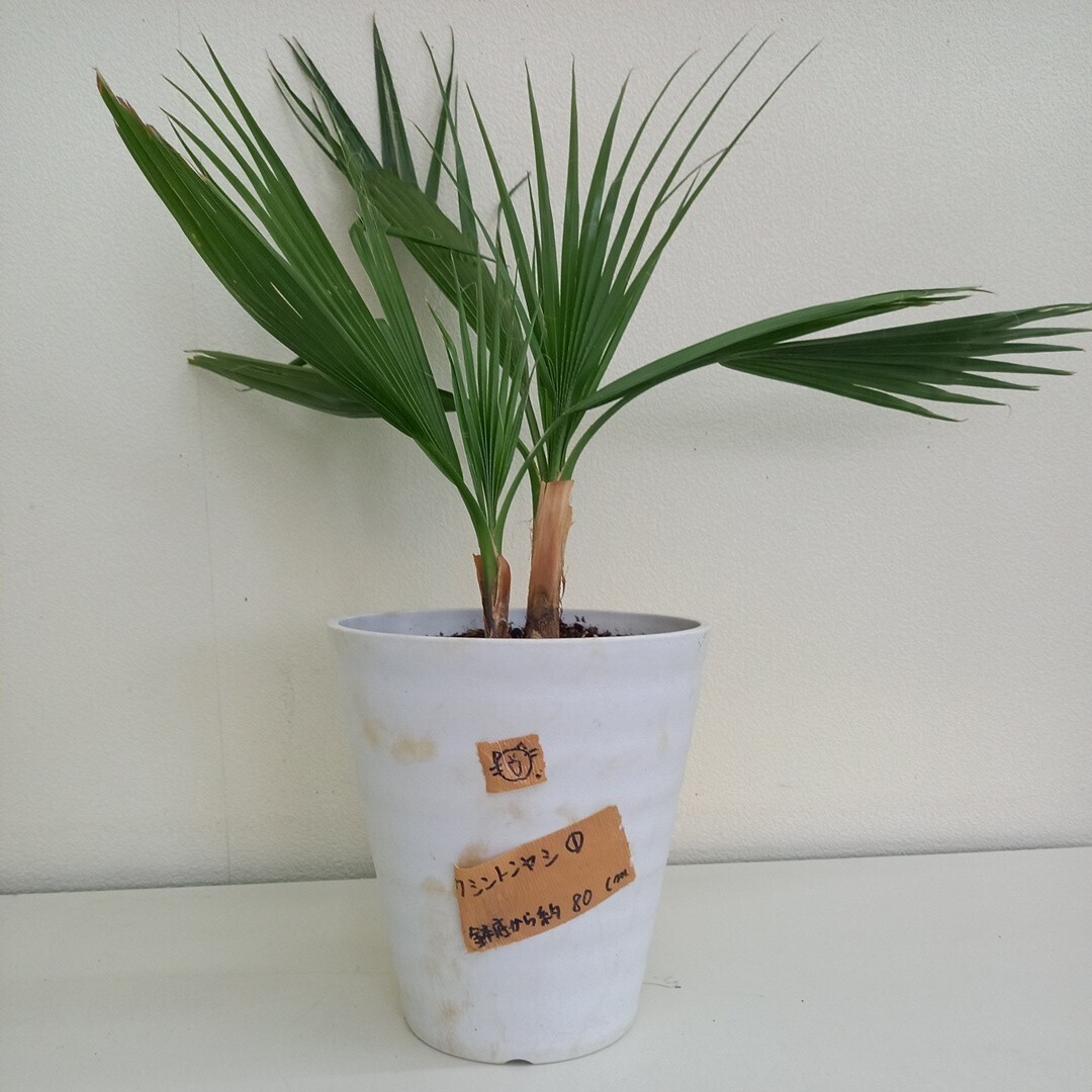 ヤシの木(ワシントン)鉢底から80㎝から90㎝|植木、庭木 ヤシの木(ワシントン)鉢底から80㎝から90㎝|植木、庭木