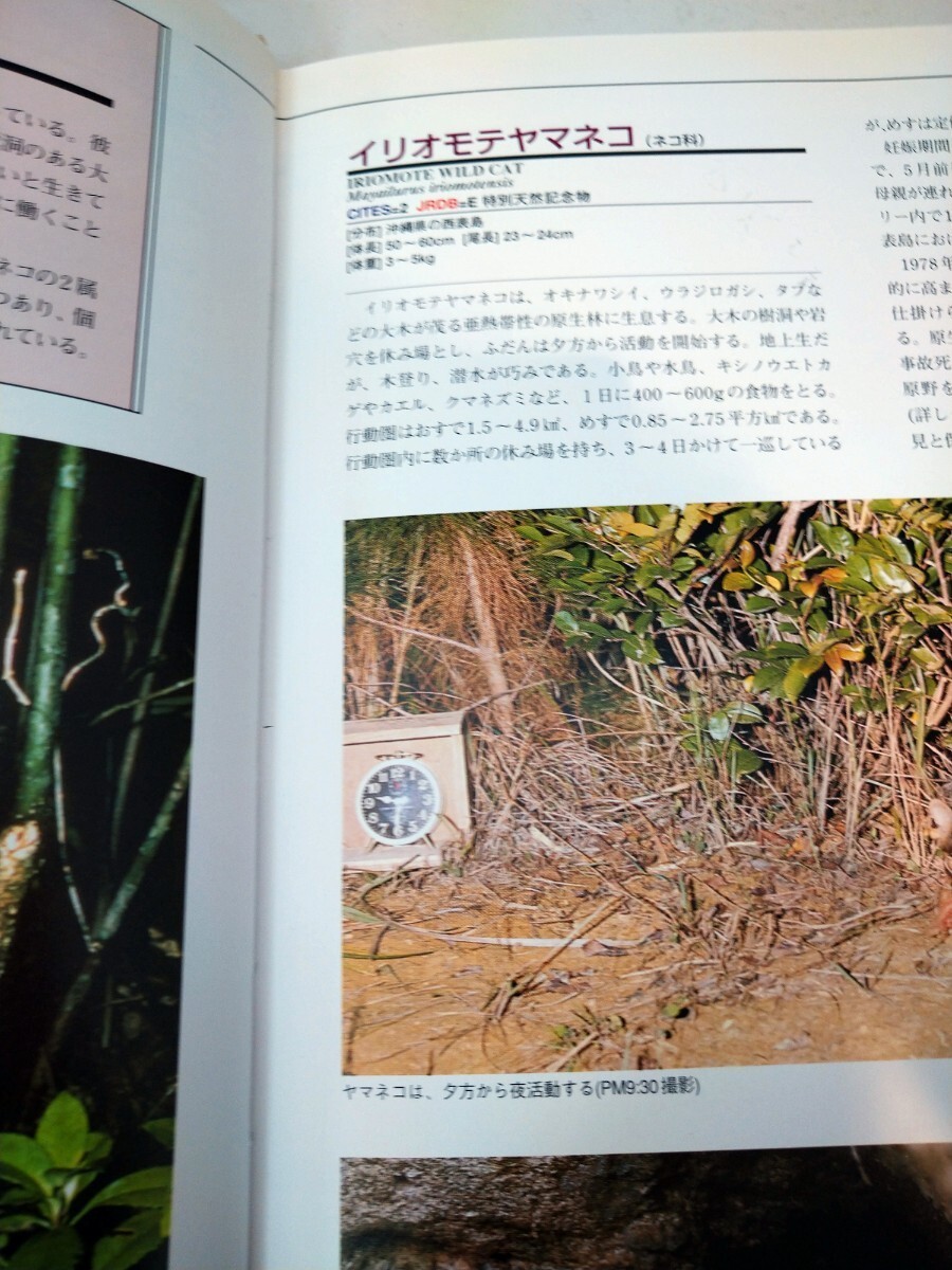世界絶滅危機動物図鑑　第１集　日本の哺乳類　学研　図書館廃棄本_画像2