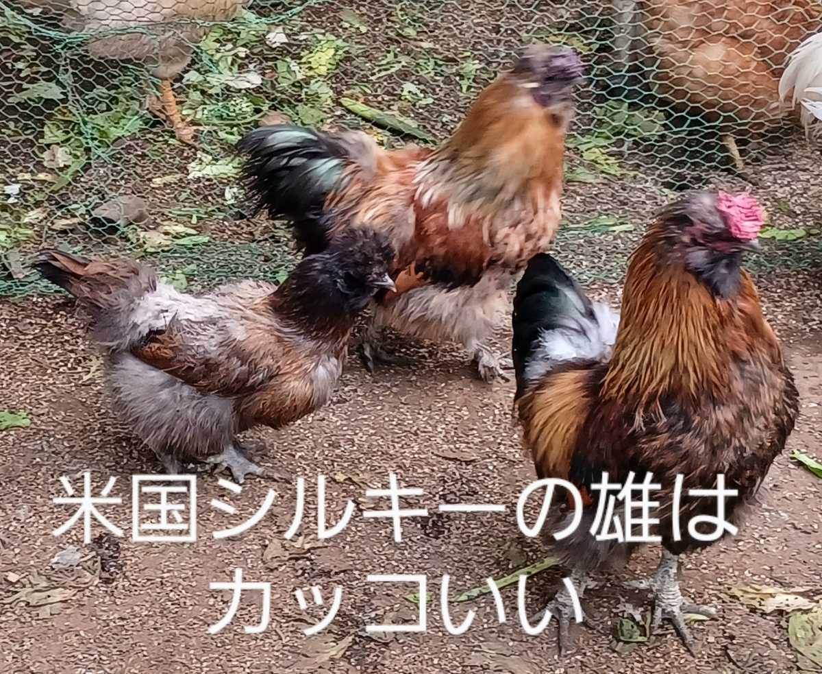 烏骨鶏の有精卵10+2個(割れ補償)　送料込み_画像8