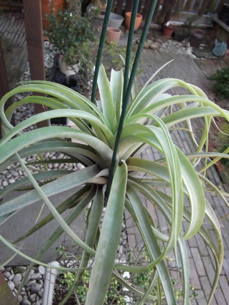 現物出品【チランジア・カピタータ＊Tillandsia capitata＊エアープランツＬ】_画像3