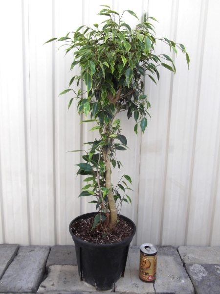 現物出品【フィカス・ベンジャミナ・アナスタシア＊Ficus benjamina anastasia】７号　_画像2