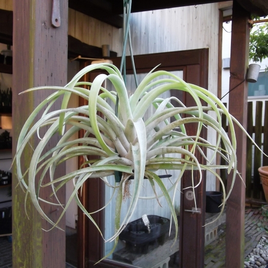 現物出品【チランジア・カピタータ＊Tillandsia capitata＊エアープランツＬ】_画像1