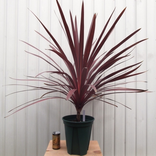 現物出品【コルジリネ・オーストラリス・レッドスター 幹上り＊Cordyline australis Red Star】７号 の画像1