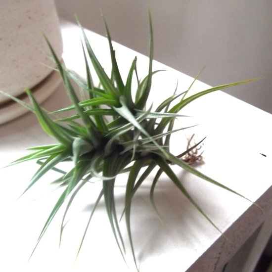 『チランジア・アエラントス＊Tillandsia aeranthos＊エアプランツ』Ｓ　写真同等品　複数あり_画像4