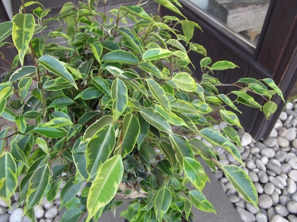 現物出品【フィカス・ベンジャミナ・アナスタシア＊Ficus benjamina anastasia】７号　_画像4