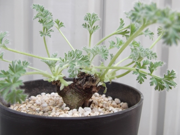 現物出品【ペラルゴニウム・アッペンディクラツム＊Pelargonium appendiculatum】４号_画像2