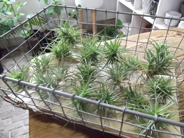 『チランジア・アエラントス＊Tillandsia aeranthos＊エアプランツ』Ｓ　写真同等品　複数あり_画像6