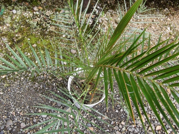 現物出品【カナリーヤシ＊Phoenix canariensis】７号　_画像3