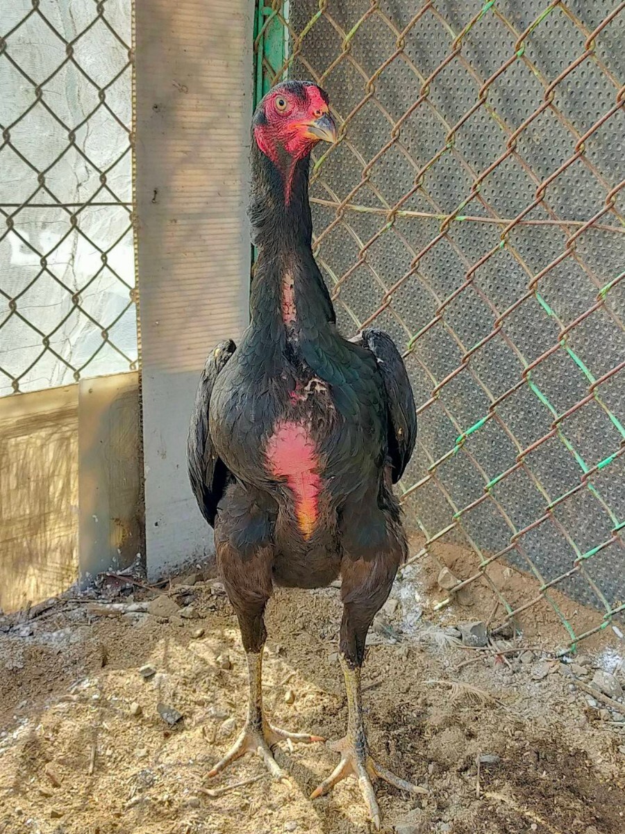 黒種大軍鶏食用有精卵5個_画像3