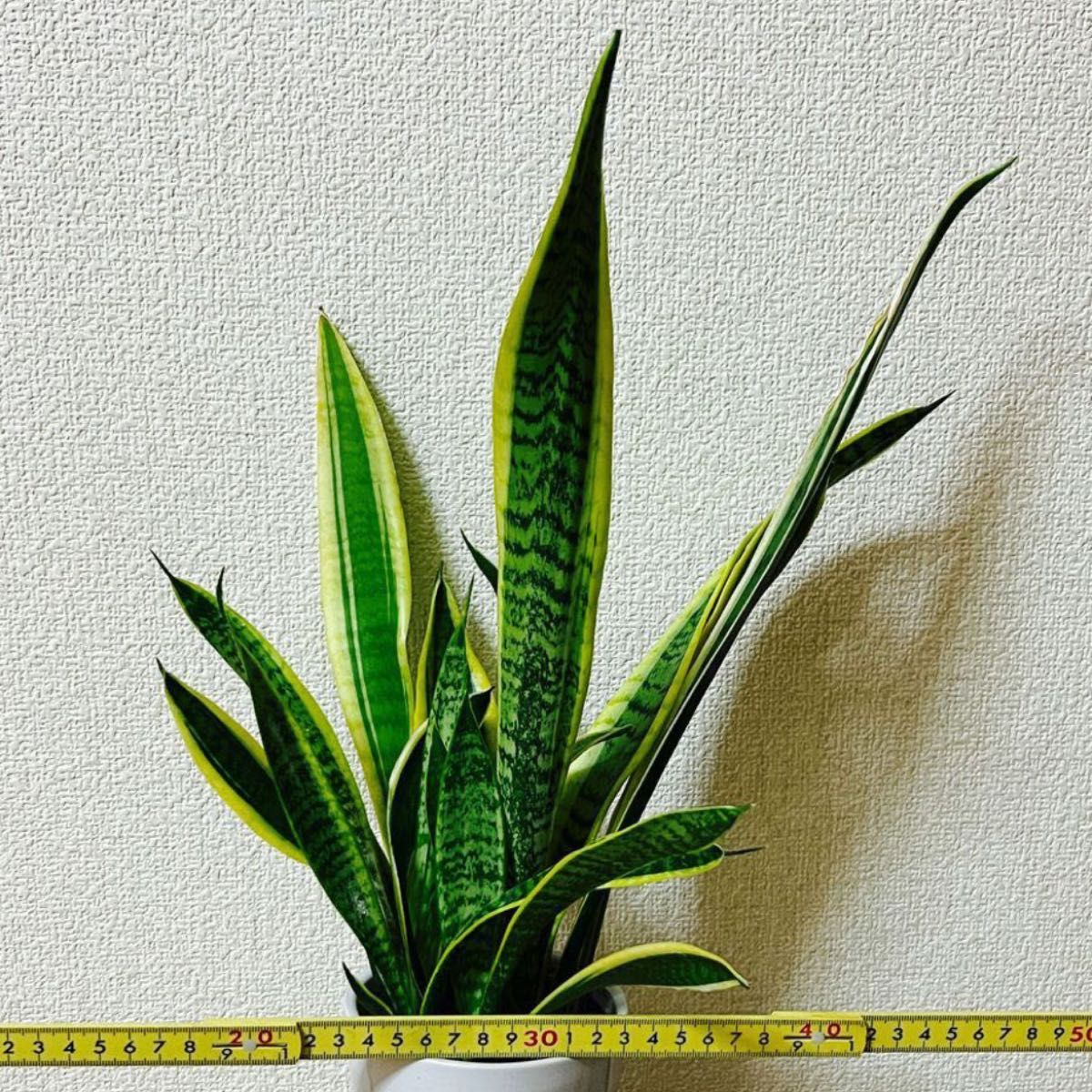 残りわずか！サンスベリア 抜き苗 かわいいA4サイズ程度 1株  観葉植物 b