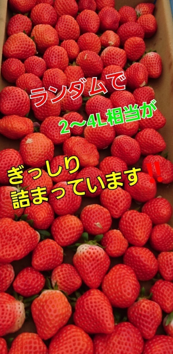 特典あり★大量大量～約6パック入り☆【タイムセールやっちゃいます】プレミアム　ベリ～農園直送★最速お届け《約3～5L玉》絶対新鮮!_画像2